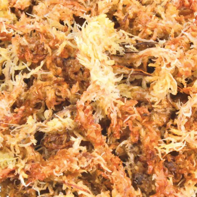 Trixie Reptiland Sphagnum-Moos 100g