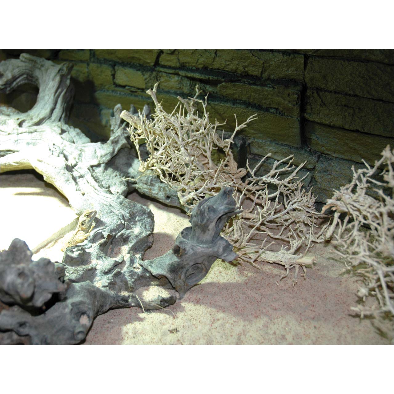 Lucky Reptile Wüstenbusch – Naturdeko für Wüstenterrarien