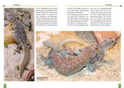 NTV Die Geschmückte Dornschwanzagame Uromastyx ocellata