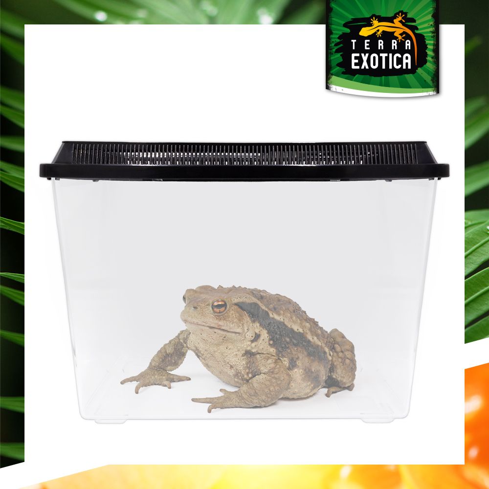 Terra Exotica Fauna Box Large 37 x 22 x 24,5 cm