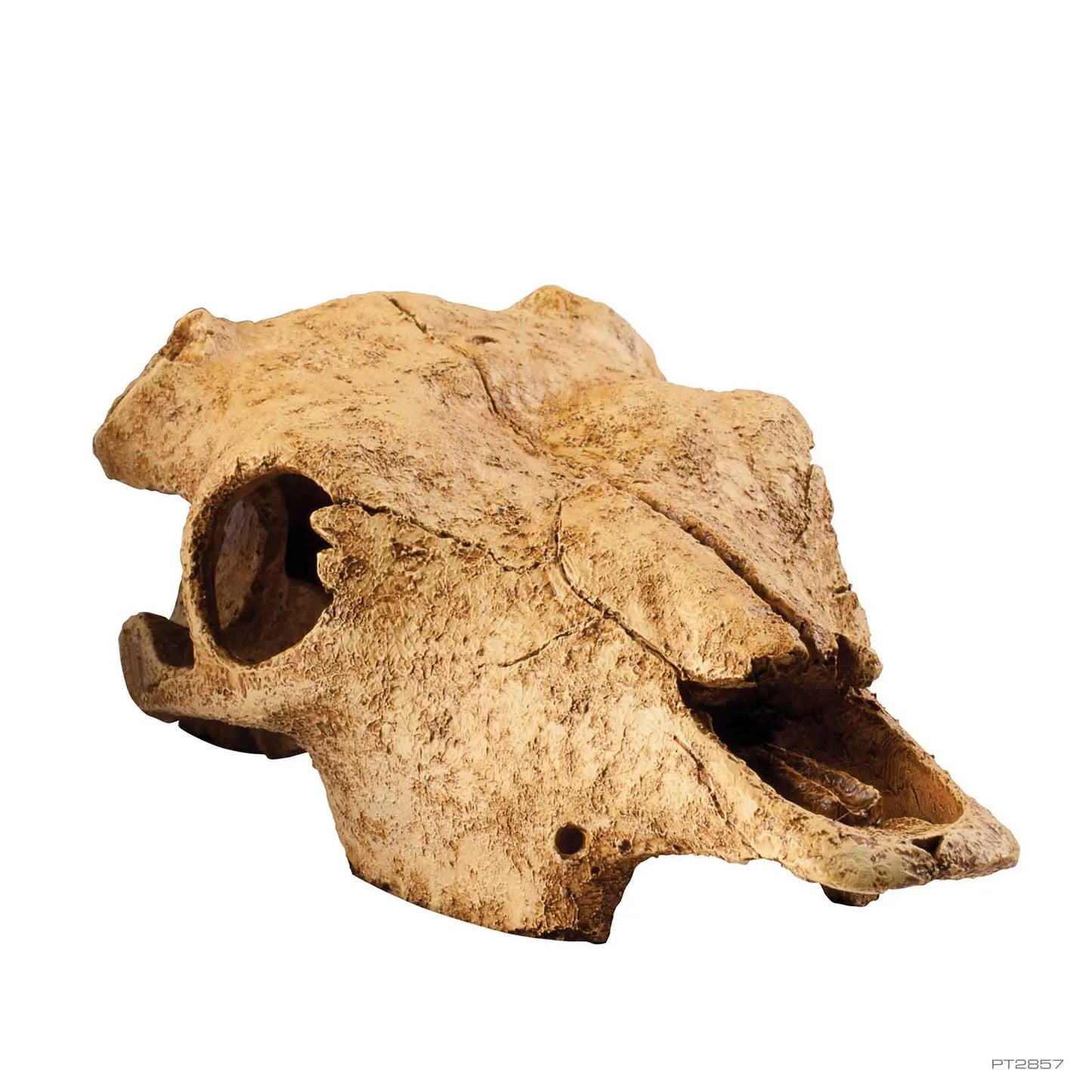 Exo Terra Buffalo Skull Versteck