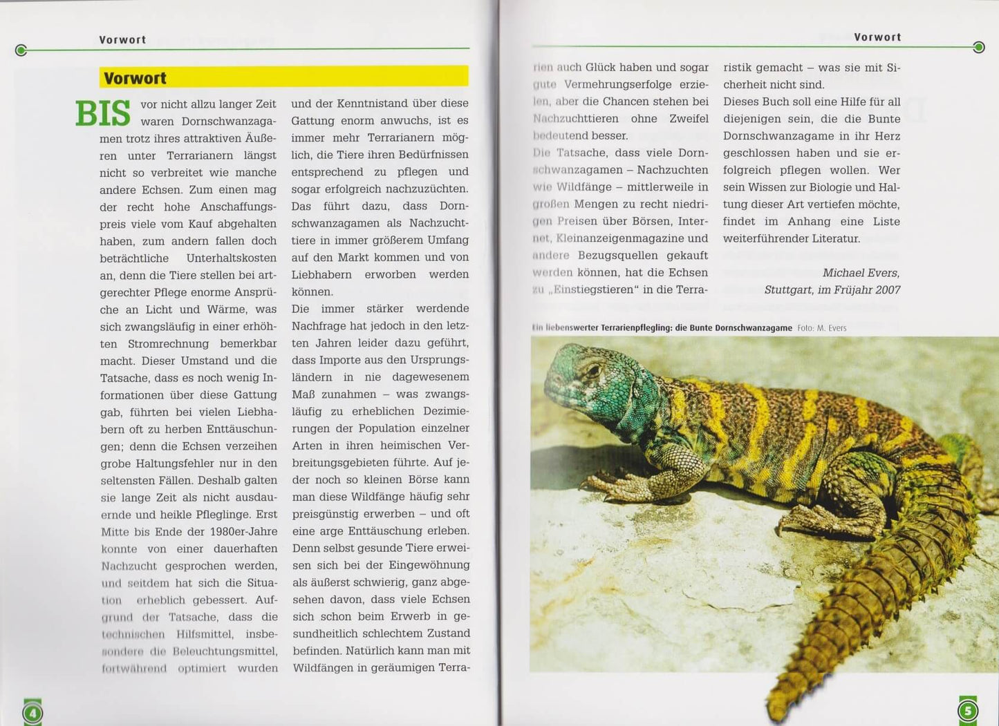 NTV The Colorful Spiny-tailed Dragon Uromastyx Ornata