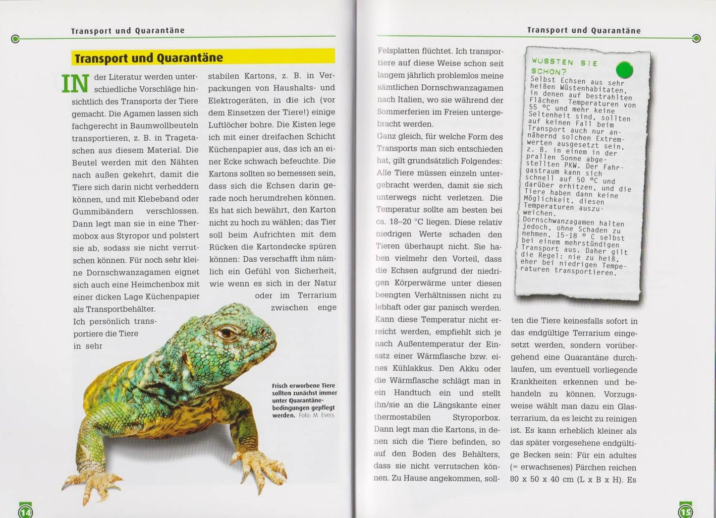 NTV The Colorful Spiny-tailed Dragon Uromastyx Ornata