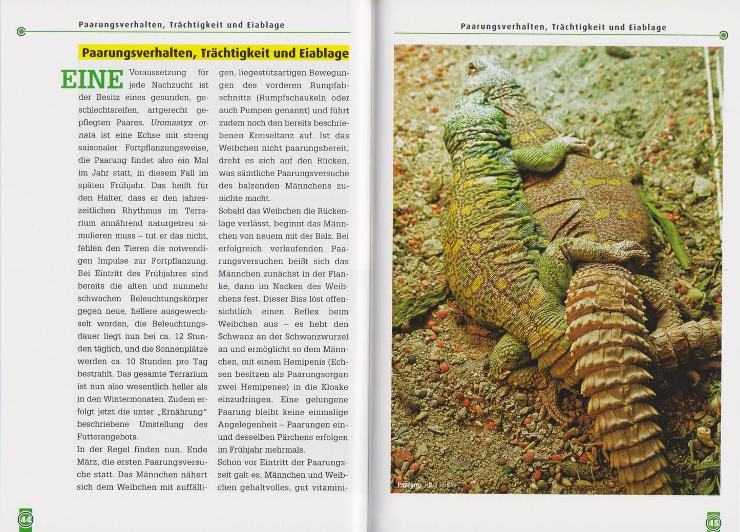 NTV The Colorful Spiny-tailed Dragon Uromastyx Ornata