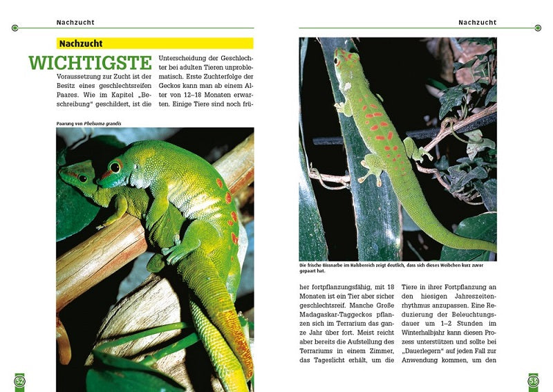 NTV The Great Madagascar Day Gecko Phelsuma grandis