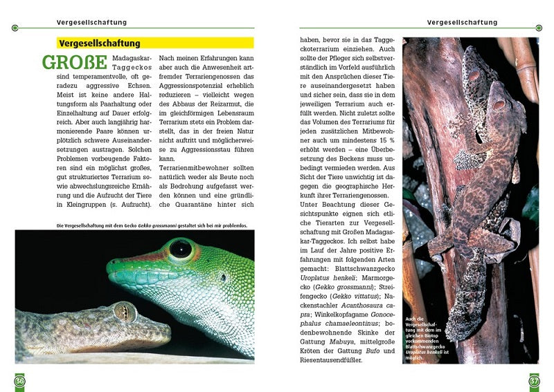 NTV The Great Madagascar Day Gecko Phelsuma grandis