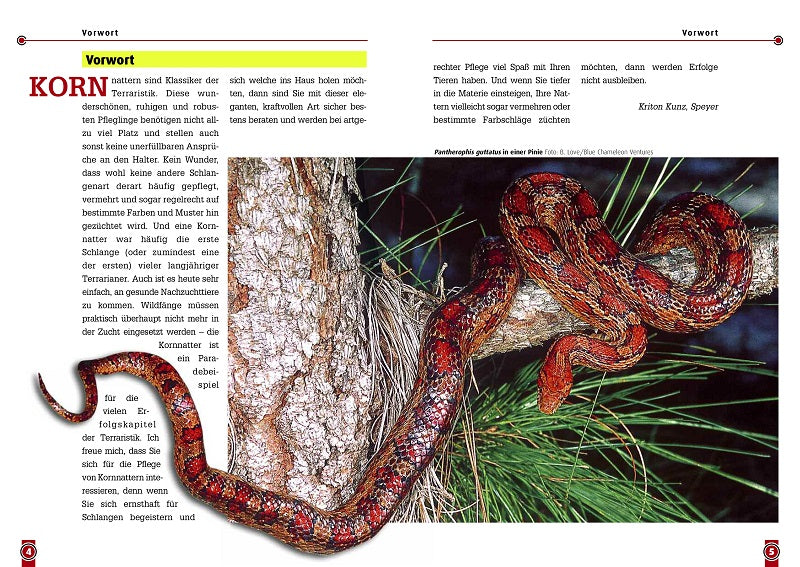 NTV Die Kornnatter Pantherophis guttatus, Elaphe Guttata