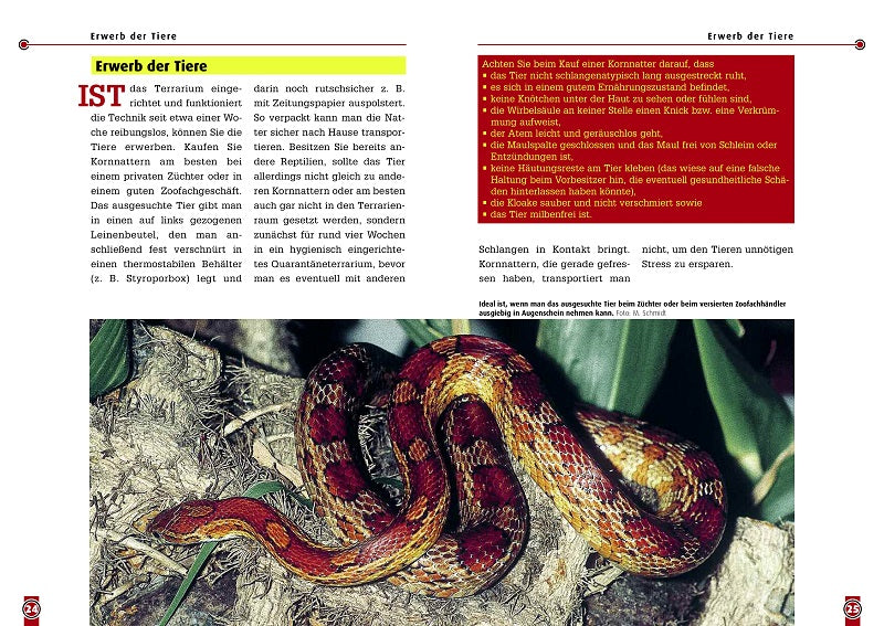 NTV Die Kornnatter Pantherophis guttatus, Elaphe Guttata