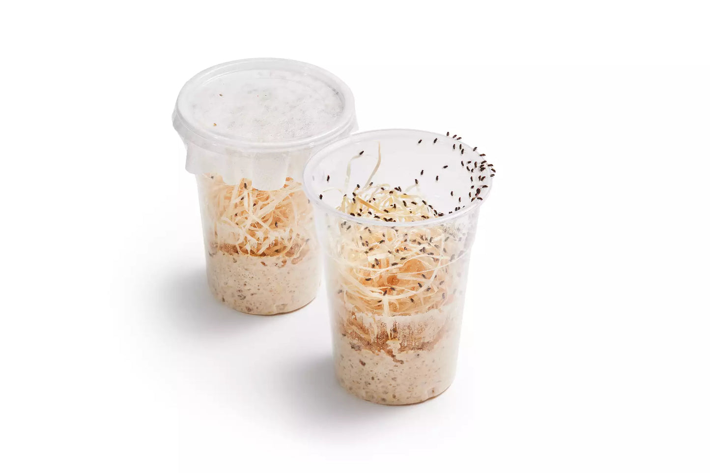 Drosophila Fliegen Fruchtfliegen 500ml