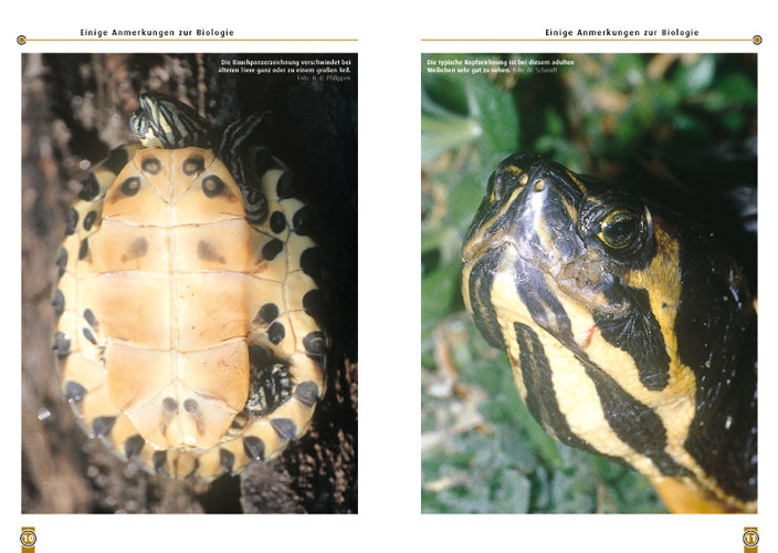 NTV Die Gelbwangen-Schmuckschildkröte Trachemys scripta scripta