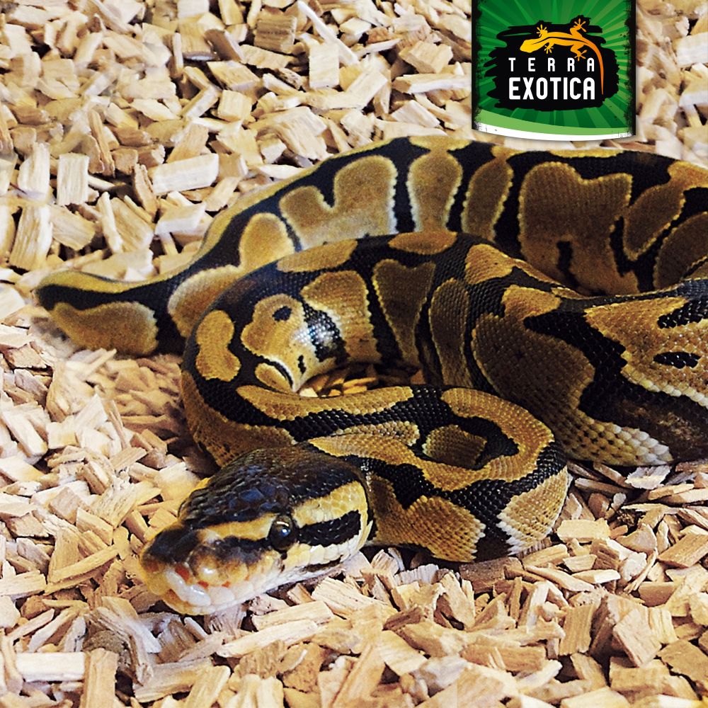 Terra Exotica Buchenspäne – 10 Liter (grob, 3–10 mm Körnung)