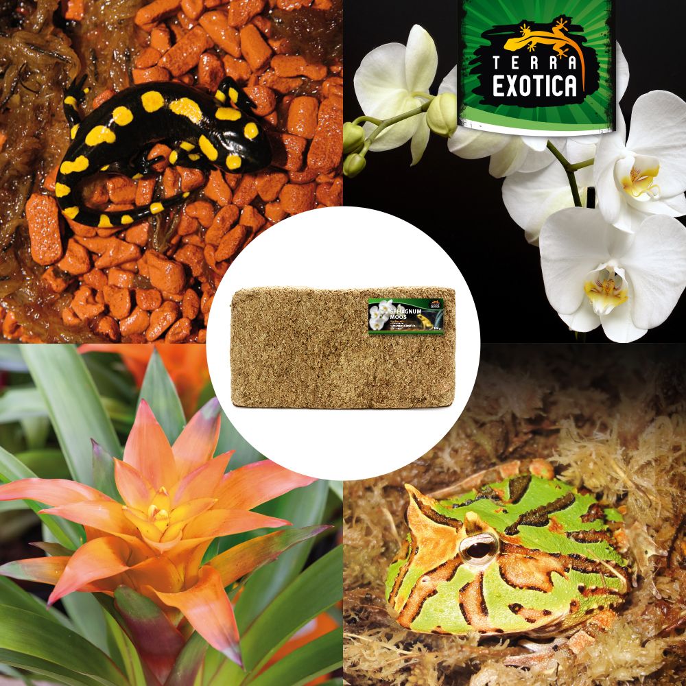 Terra Exotica Sphagnum Moos