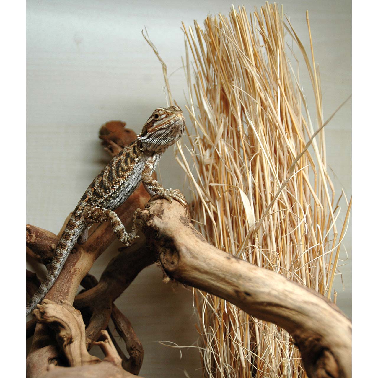 Lucky Reptile Grasbüschel – Naturdeko für Wüsten- & Savannenterrarien