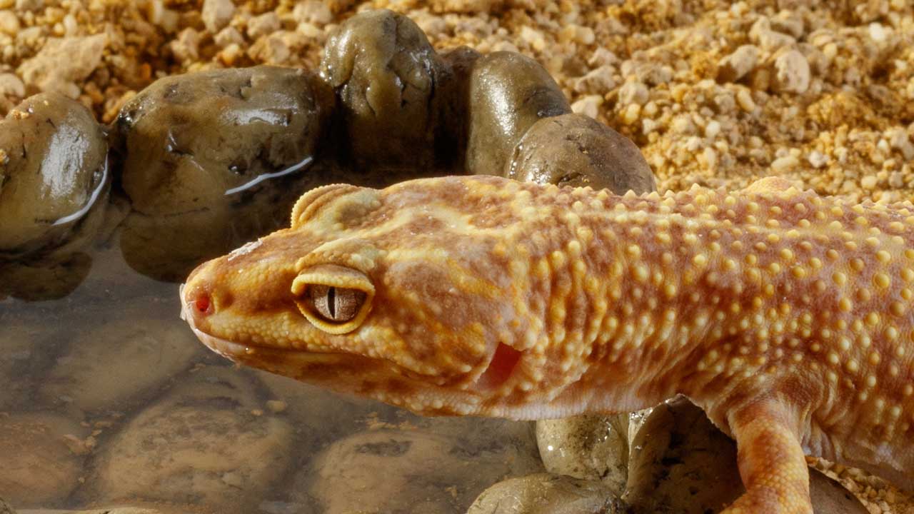 Exo Terra Corner Water Dish – Eck-Wassernapf für Terrarien