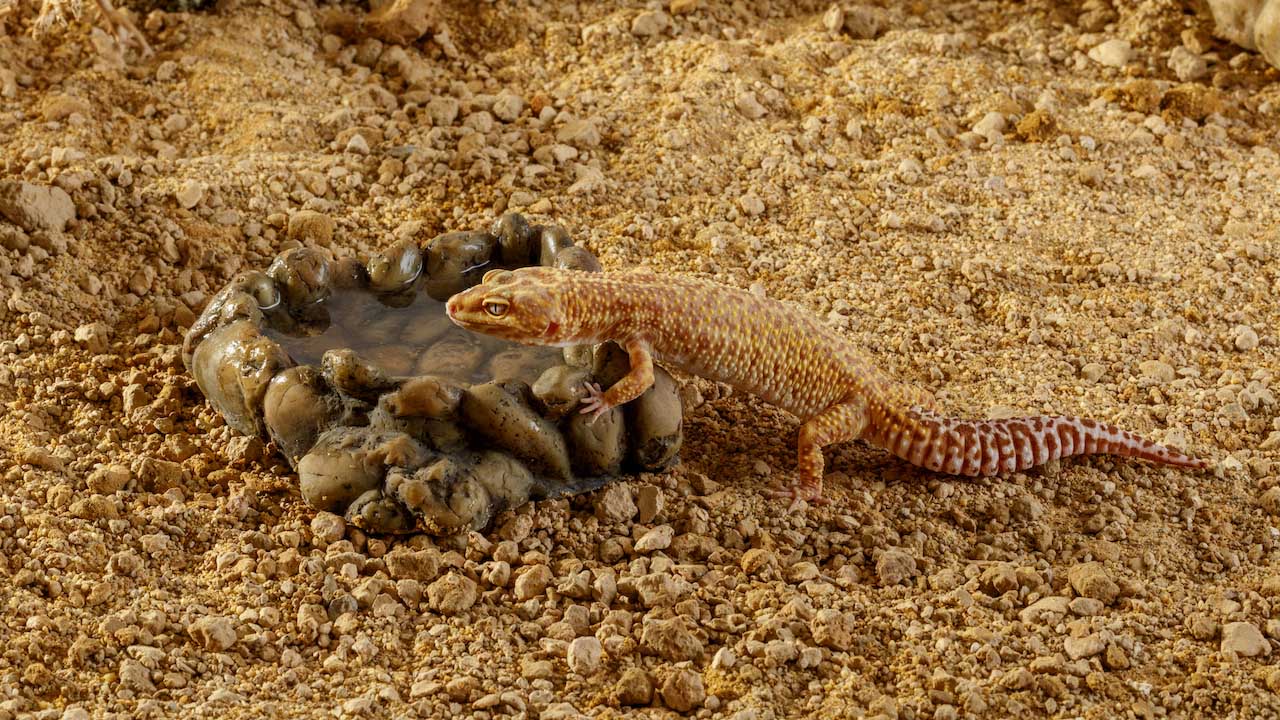 Exo Terra Corner Water Dish – Eck-Wassernapf für Terrarien