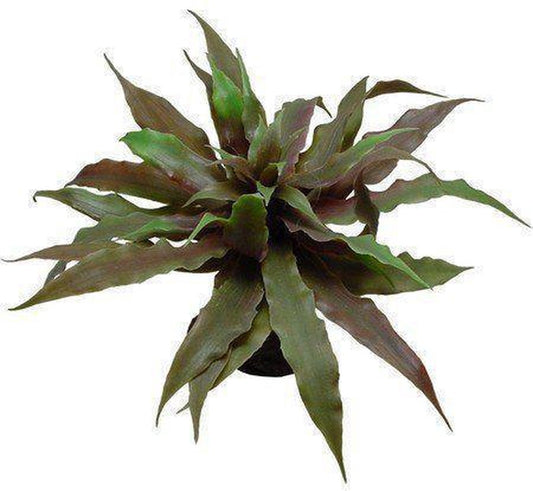 Lucky Reptile Earth Star Tillandsia