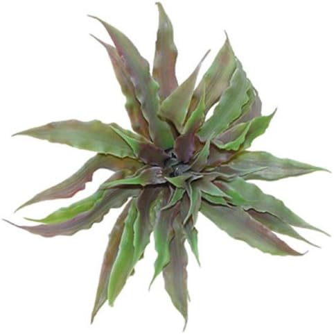 Lucky Reptile Earth Star Tillandsia