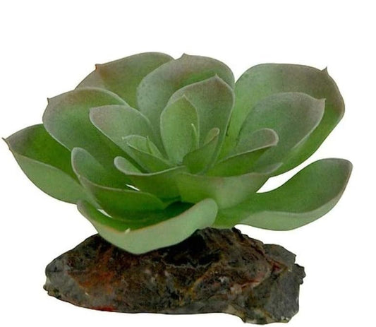 Lucky Reptile Echeveria – Kunstpflanze auf Steinsockel