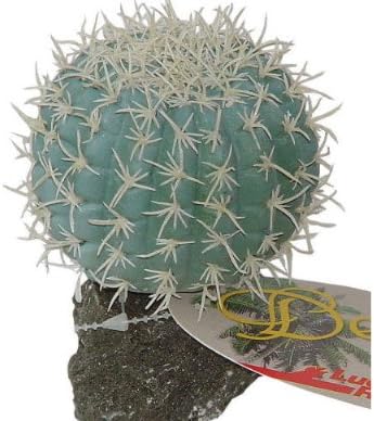 Lucky Reptile – Nadelkissen-Kaktus, ca. 8 cm