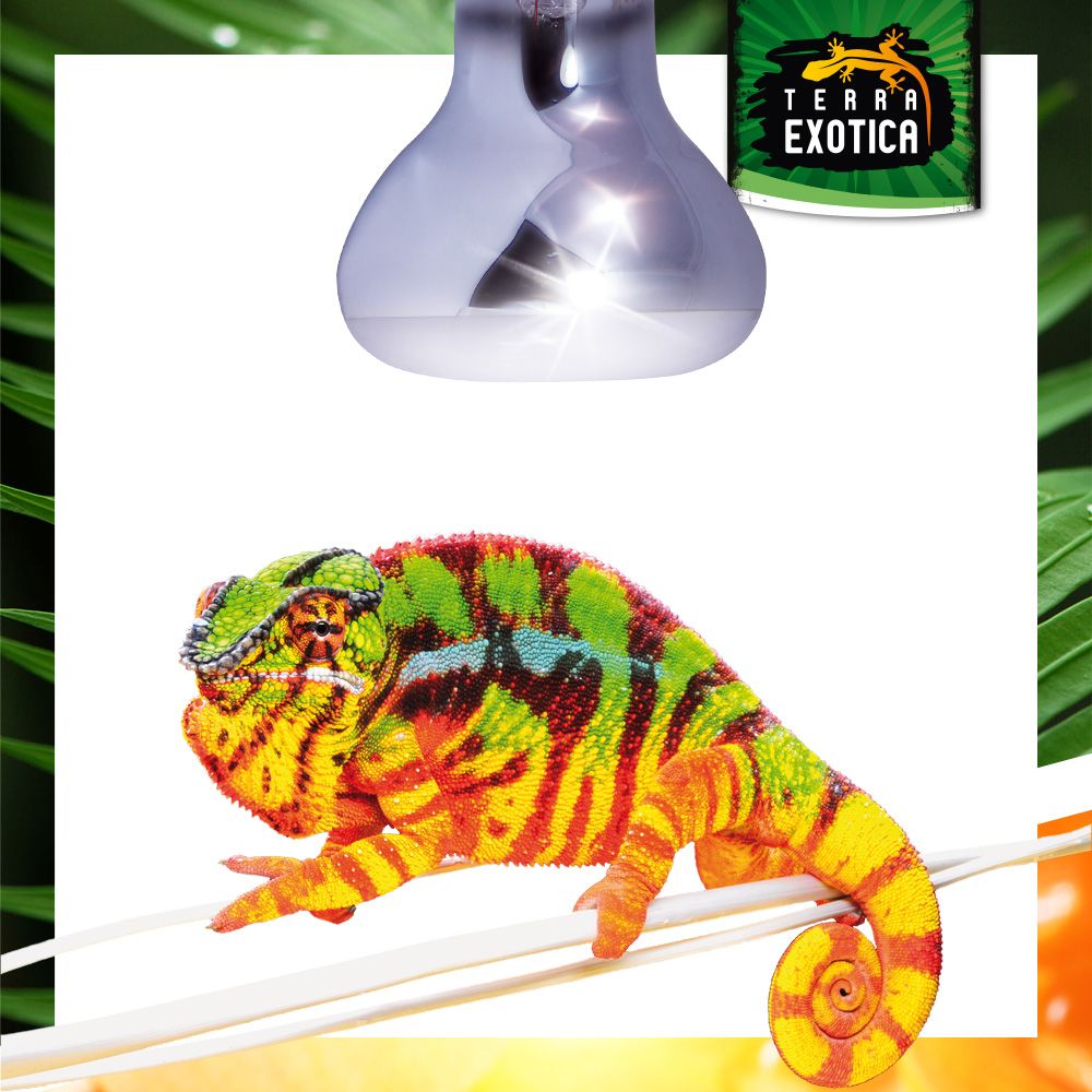 Terra Exotica Neo Spot Lampe