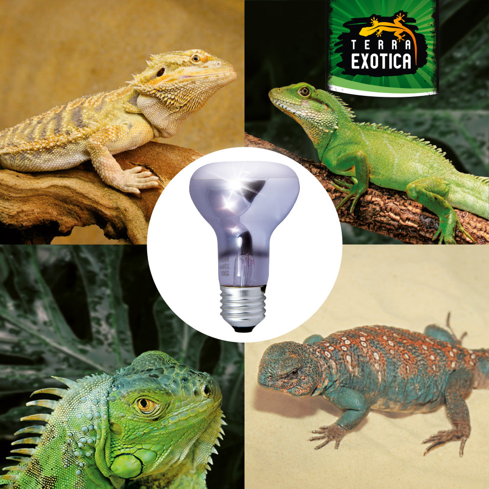 Terra Exotica Neo Spot Lampe