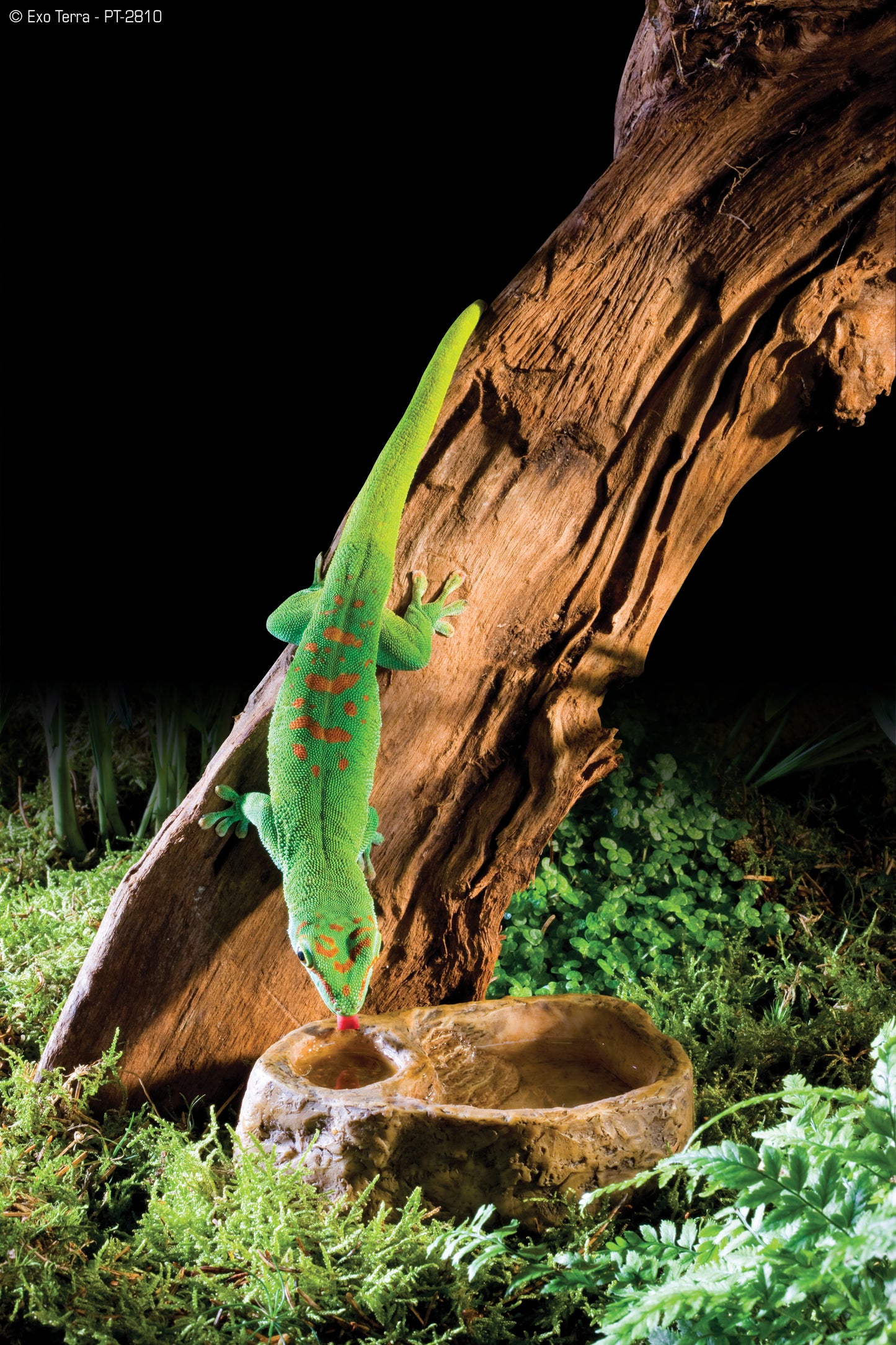 Exo Terra Gecko Dish – Wasser- und Futternapfkombination