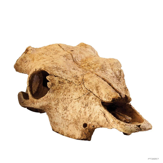 Exo Terra Buffalo Skull Versteck