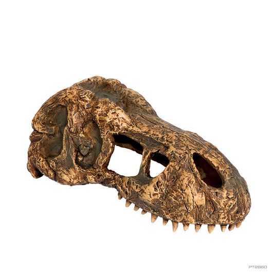 Exo Terra T-Rex Skull small Höhle