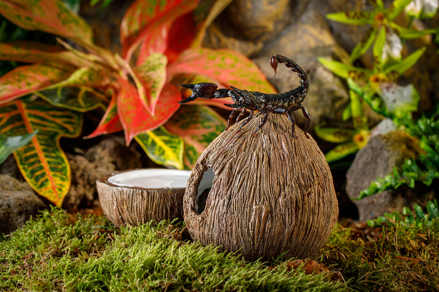 Exo Terra Coconut Hide – Kokosnuss-Versteck & -Wassernapf (2-in-1)