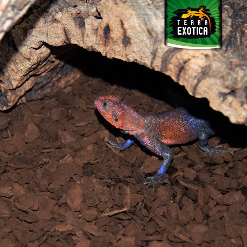 Terra Exotica Forest Floor Pine – Mittel