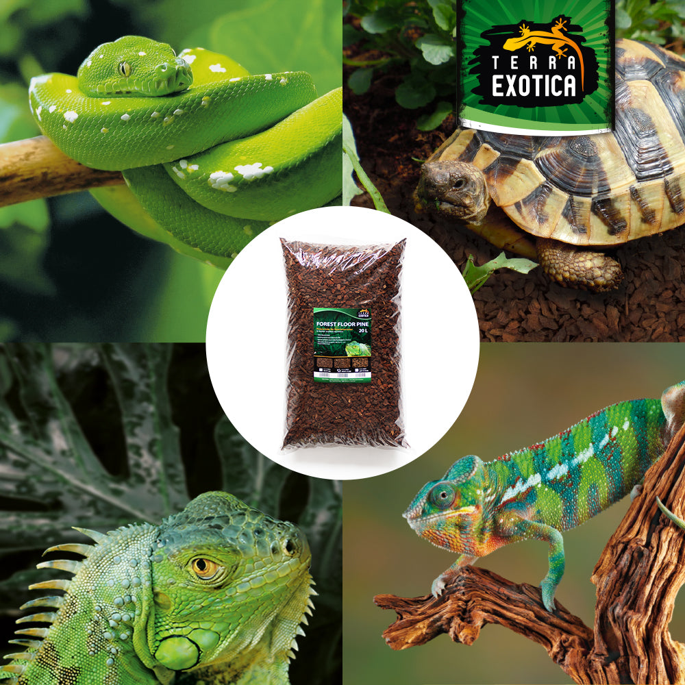 Terra Exotica Forest Floor Pine – Mittel