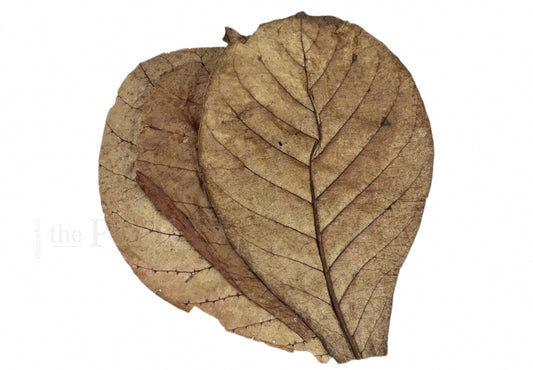 The Pet Factory – Seemandelbaumblätter