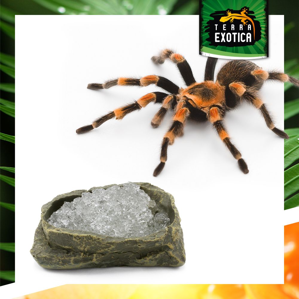 Terra Exotica Water Gel – Trinkwasserversorgung für Spinnen, Skorpione und Futterinsekten