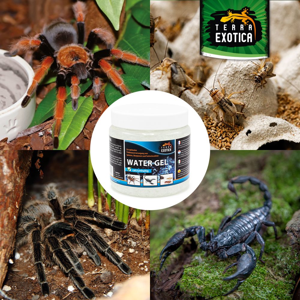 Terra Exotica Water Gel – Trinkwasserversorgung für Spinnen, Skorpione und Futterinsekten