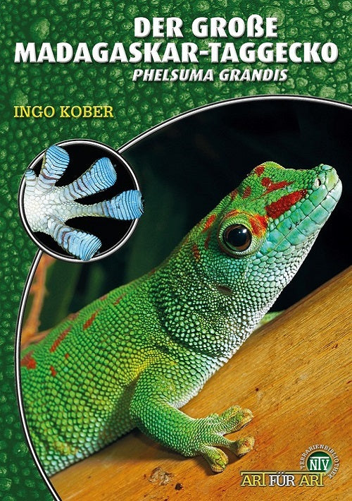 NTV Der Große Madagaskar-Taggecko Phelsuma grandis