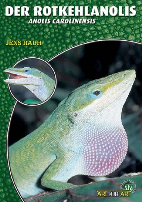 NTV Der Rotkehlanolis  Anolis carolinensis, Syn.: Anolis baccatus