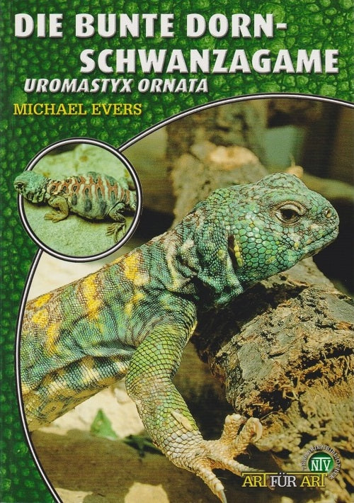 NTV Die Bunte Dornschwanzagame Uromastyx Ornata