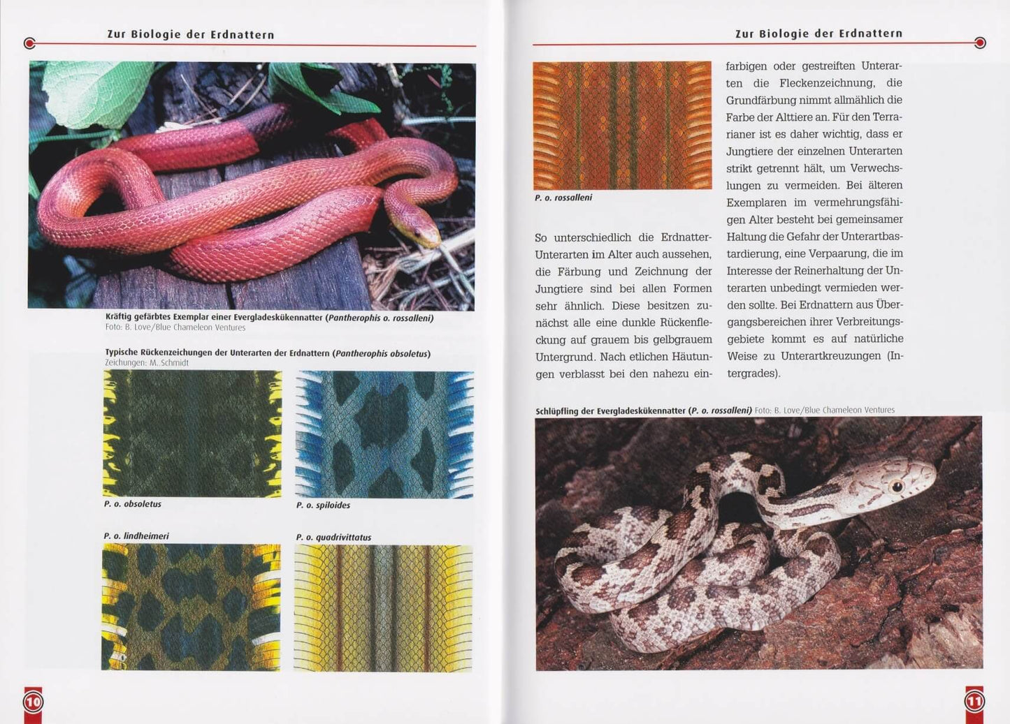 NTV The grass snake Pantherophis obsoletus (Elaphe obsoleta)