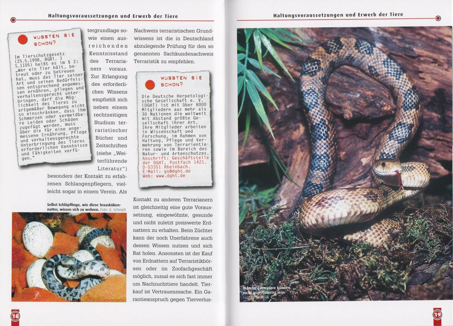 NTV The grass snake Pantherophis obsoletus (Elaphe obsoleta)