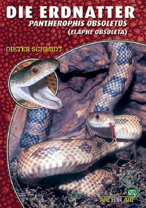 NTV Die Erdnatter Pantherophis obsoletus (Elaphe obsoleta)