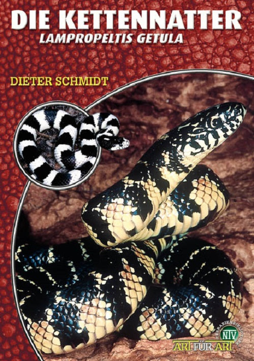 NTV Die Kettennatter Lampropeltis getula