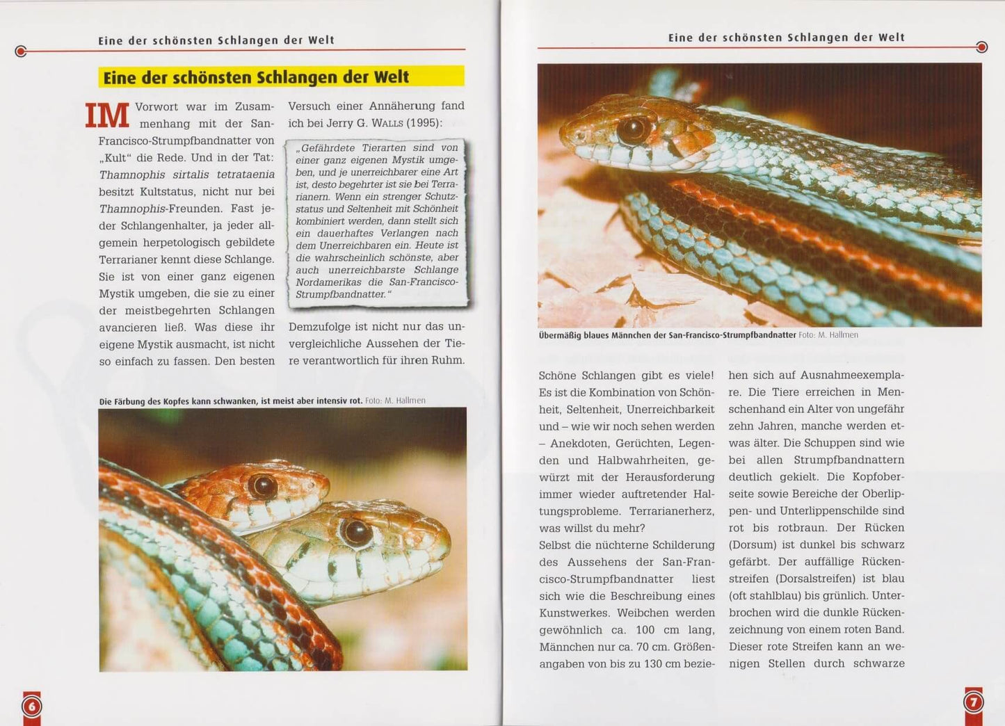 NTV Die San-Francisco-Strumpfbandnatter Thamnophis sirtalis tetrataenia
