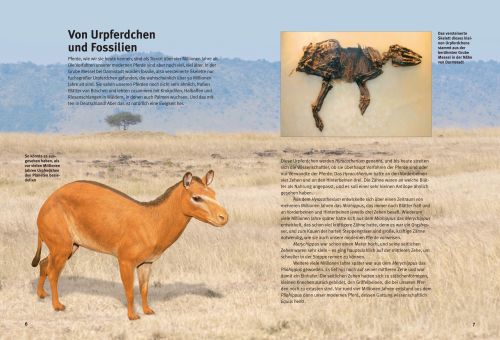 NTV Entdecker Buch für Kinder Entdecke die Pferde von Stephanie Hornung