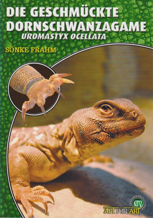 NTV Die Geschmückte Dornschwanzagame Uromastyx ocellata