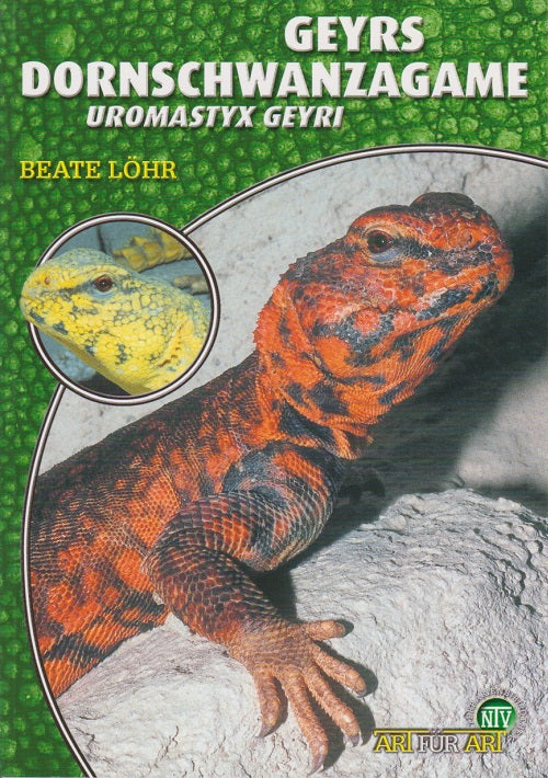 NTV Geyrs Dornschwanzagame Uromastyx Geyri