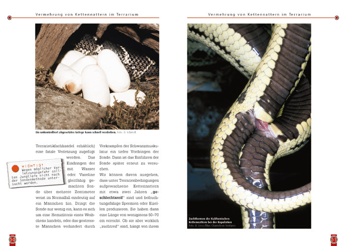 NTV Die Kettennatter Lampropeltis getula