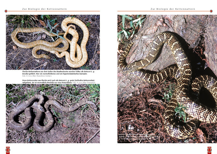 NTV Die Kettennatter Lampropeltis getula