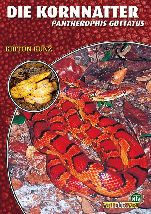 NTV Die Kornnatter Pantherophis guttatus, Elaphe Guttata