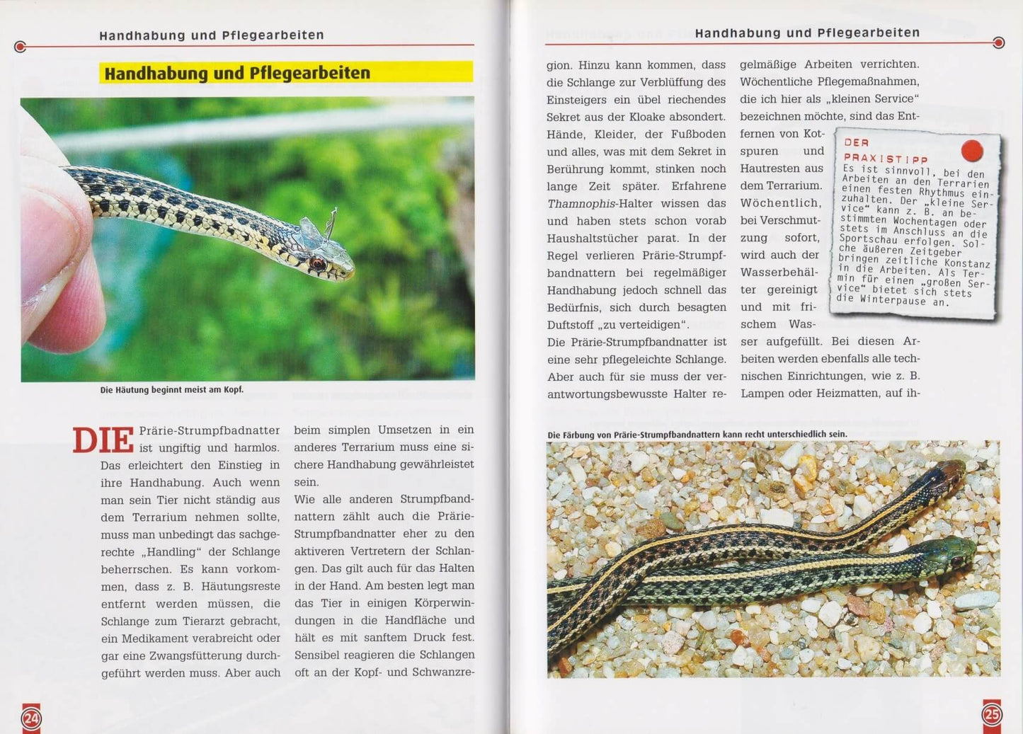 NTV Die Prärie-Strumpfbandnatter Thamnophis radix