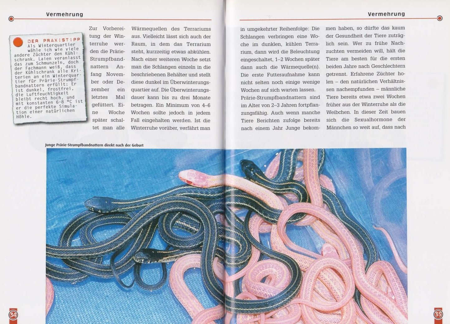 NTV Die Prärie-Strumpfbandnatter Thamnophis radix